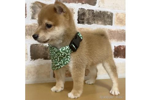 成約済の茨城県の豆柴-144897の2枚目