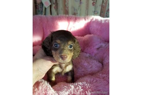 成約済の茨城県のミニチュアダックスフンド(ロングヘアード)-146478の1枚目