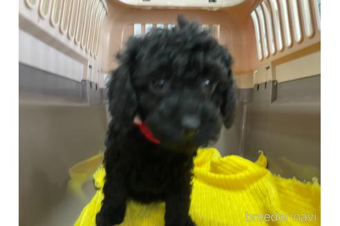 成約済の愛媛県のトイプードル-146511の4枚目