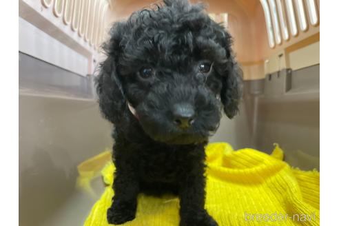 成約済の愛媛県のトイプードル-146511の1枚目