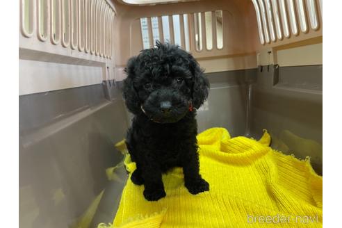 成約済の愛媛県のトイプードル-146511の2枚目