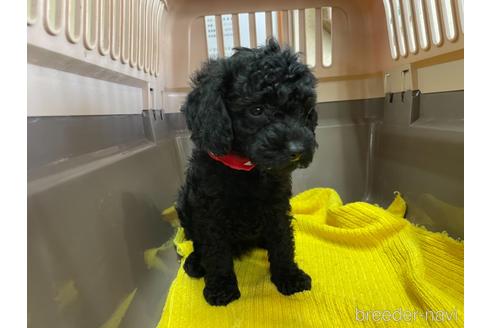 成約済の愛媛県のトイプードル-146511の3枚目