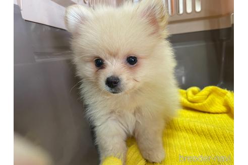 成約済の愛媛県のポメラニアン-146518の2枚目