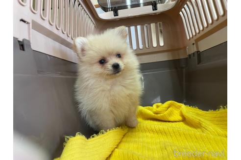 成約済の愛媛県のポメラニアン-146518の1枚目