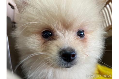 成約済の愛媛県のポメラニアン-146518の3枚目