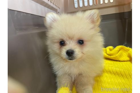 成約済の愛媛県のポメラニアン-146518の4枚目