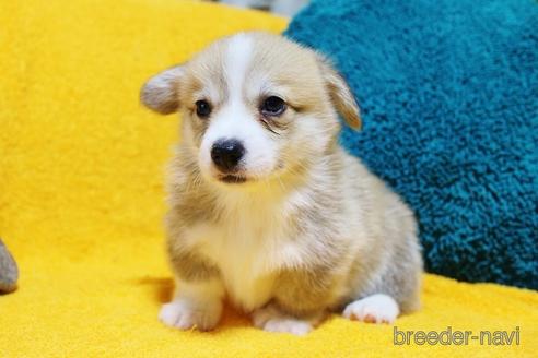 成約済の滋賀県のウェルシュコーギーペンブローク-146517の3枚目