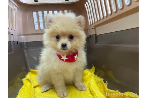 成約済の愛媛県のポメラニアン-146523の1枚目