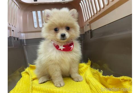 成約済の愛媛県のポメラニアン-146523の2枚目
