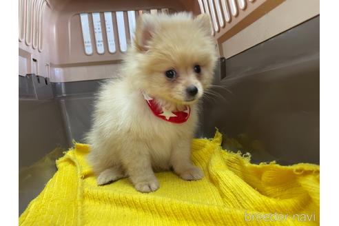 成約済の愛媛県のポメラニアン-146523の3枚目