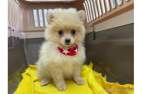 成約済の愛媛県のポメラニアン-146523の4枚目