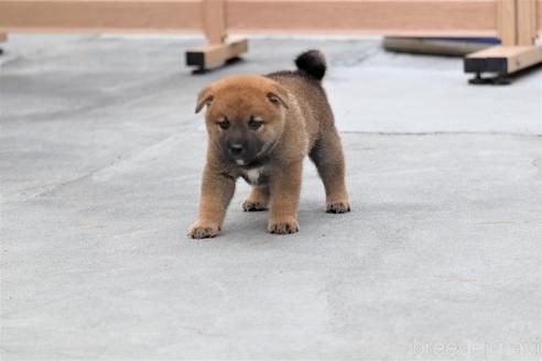 成約済の埼玉県の柴犬-146115の6枚目