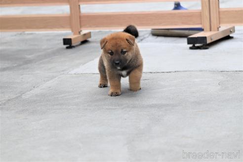 成約済の埼玉県の柴犬-146115の5枚目