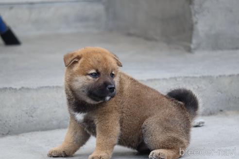 成約済の埼玉県の柴犬-146115の4枚目