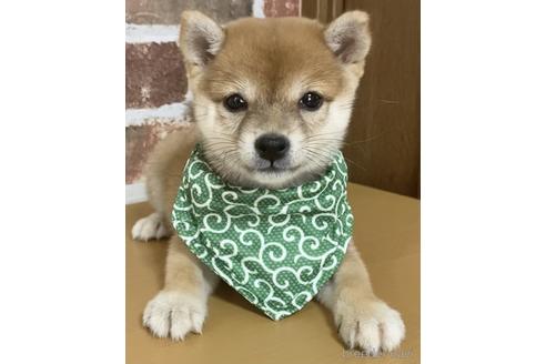 成約済の茨城県の豆柴-145143の1枚目