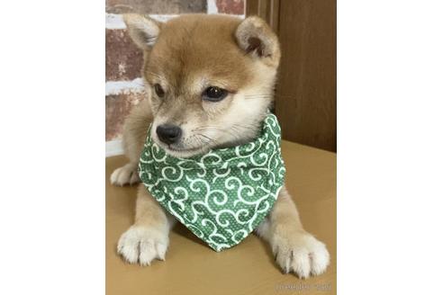 成約済の茨城県の豆柴-145143の3枚目