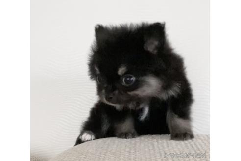 成約済の埼玉県のポメラニアン-144686の1枚目