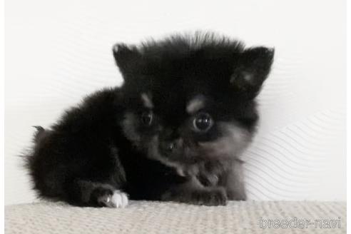 成約済の埼玉県のポメラニアン-144686の3枚目