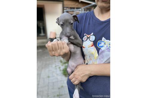成約済の静岡県のイタリアングレーハウンド(イタグレ)-146548の4枚目