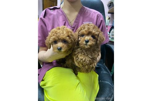 成約済の滋賀県のトイプードル-146549の1枚目