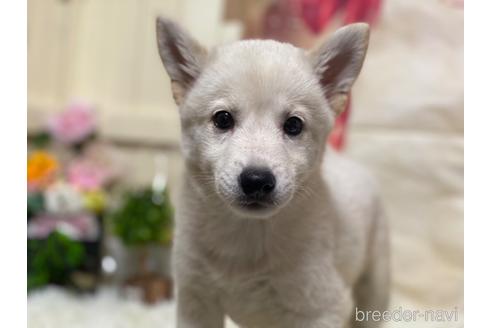 長野県のミックス犬 男の子 21 06 26生まれ 柴犬のお母さんと日本スピッツのお父さんから産まれました 子犬id ブリーダーナビ 長野県のミックス犬 男の子 21 06 26生まれ 柴犬のお母さんと日本スピッツのお父さんから産まれました 子犬id ブリーダーナビ