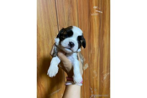 成約済の山口県のミックス犬-146563