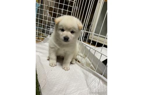 成約済の群馬県の柴犬-146625の4枚目