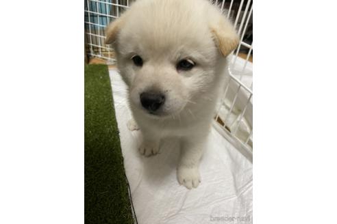 成約済の群馬県の柴犬-146625の1枚目