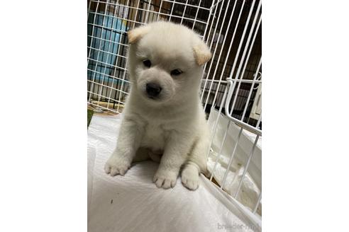 成約済の群馬県の柴犬-146625の2枚目