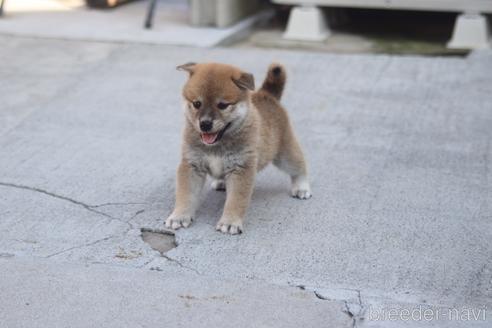 成約済の埼玉県の柴犬-146626の4枚目