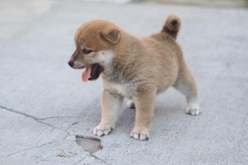 成約済の埼玉県の柴犬-146626の3枚目
