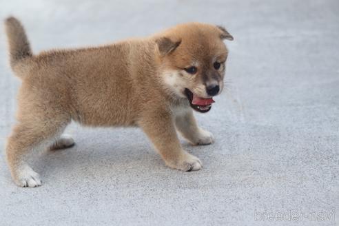 成約済の埼玉県の柴犬-146626の2枚目