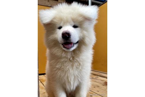 子犬
