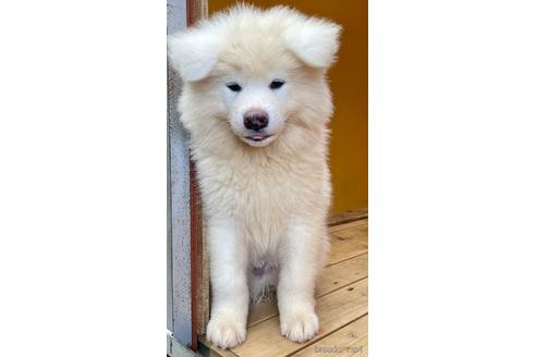 成約済の群馬県の秋田犬-146630の2枚目