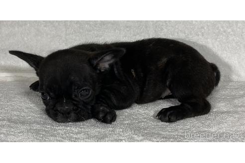 成約済の静岡県のフレンチブルドッグ-146633の2枚目