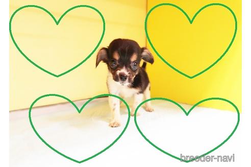 成約済の東京都のミックス犬-146636の1枚目