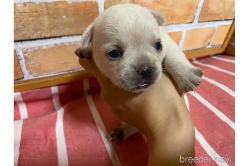 成約済の福岡県のミックス犬-146647の6枚目