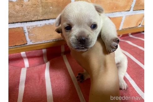 成約済の福岡県のミックス犬-146647の1枚目