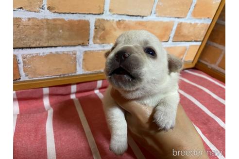 成約済の福岡県のミックス犬-146647の3枚目