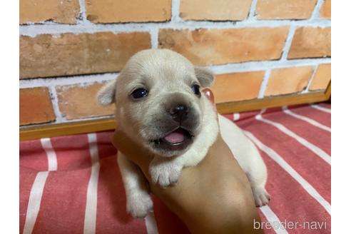 成約済の福岡県のミックス犬-146647の2枚目