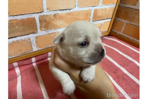 成約済の福岡県のミックス犬-146647の4枚目