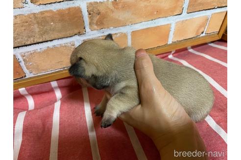 成約済の福岡県のミックス犬-146648の4枚目