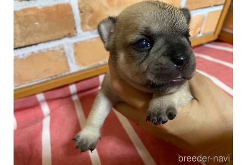 成約済の福岡県のミックス犬-146648の3枚目