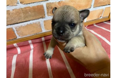 成約済の福岡県のミックス犬-146648の2枚目