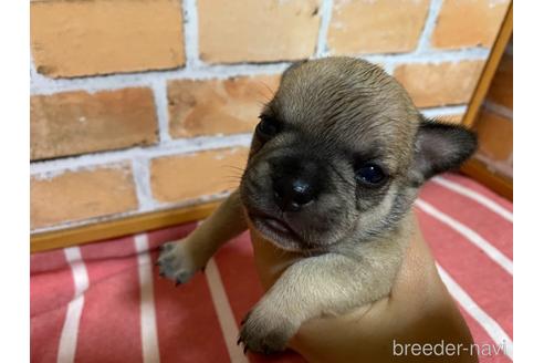 成約済の福岡県のミックス犬-146648の5枚目