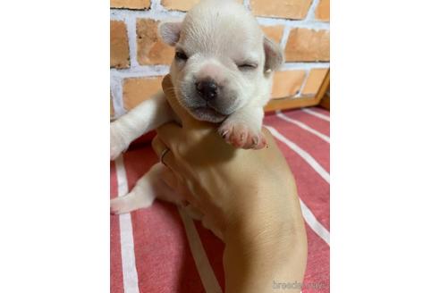 成約済の福岡県のミックス犬-146650の3枚目
