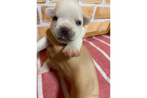 成約済の福岡県のミックス犬-146650の1枚目