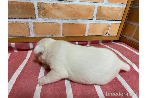 成約済の福岡県のミックス犬-146650の2枚目