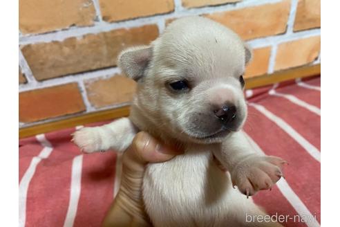 成約済の福岡県のミックス犬-146650の5枚目