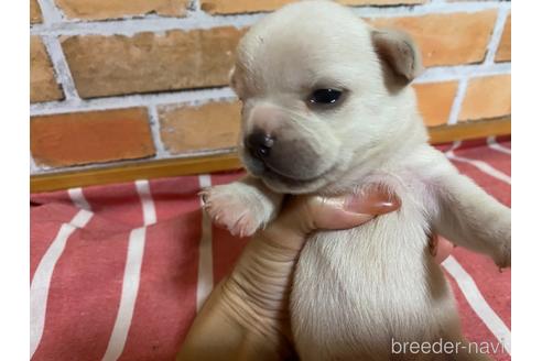 成約済の福岡県のミックス犬-146650の4枚目